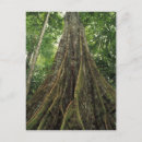 Search for rainforest cards invites Flora