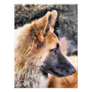 Search for german shepherd photo posters Gsd