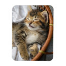 Search for animals magnets kitten