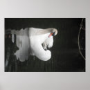 Search for swimming swan posters Swans