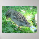 Search for sparrows posters Fun