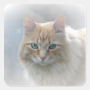 Search for square eyes stickers Pet