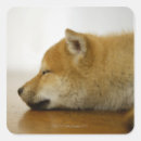 Search for live animal stickers Indoors