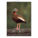 Search for gamebird Wildlife