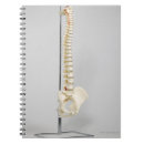 Search for torso Back