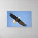 Search for haliaeetus canvas prints Wingspan