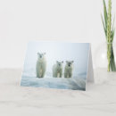 Search for polar bear cards Animal