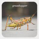 Search for grasshopper stickers Nature