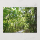 Search for forest path postcards Sunlight
