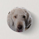 Search for standard poodle badges Cute