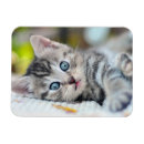 Search for blue eye magnets Cat