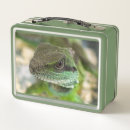 Search for dragon lunch boxes Nature