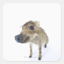 Search for wild boar stickers Wildlife