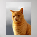 Search for ginger cat posters Portrait