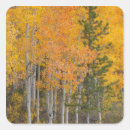 Search for aspen trees stickers Environment