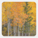 Search for aspen trees stickers Colour