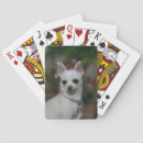 Search for bob and pam langrish Chihuahua