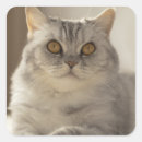 Search for cat hair stickers Cute