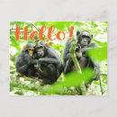 Search for chimp postcards Nature