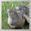 Search for marmot posters Groundhog