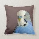 Search for parakeet cushions Blue