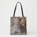 Search for big cat bags African wildlife