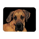 Search for great dane magnets Animals