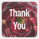 Search for succulent plants stickers Cactus