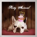 Search for french bulldog posters Animal body part