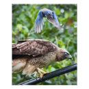 Search for hawk paintings posters Birds