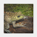 Search for bullfrog magnets Green