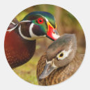 Search for wood duck stickers Wildlife