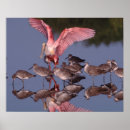 Search for ding posters Sanibel island
