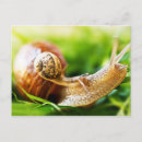 Search for snail postcards Insect