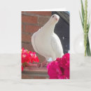 Search for dove birthday cards Beautiful