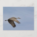 Search for cranes postcards Nature