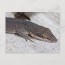 Search for green lizard postcards Anole