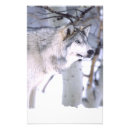 Search for wolf face posters Canis lupus