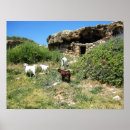 Search for goat posters Rocks