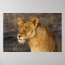 Search for african lion posters Safari