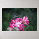 Search for belladonna posters Flowers
