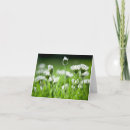 Search for bellis cards Floral