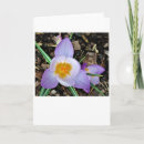 Search for crocus cards Blossom