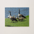 Search for goslings puzzles Bird