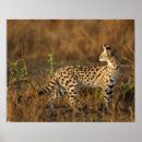 Search for game reserve posters Wildlife