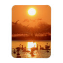 Search for swans magnets Lake