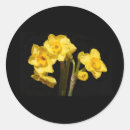 Search for narcissus stickers Jonquil