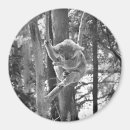 Search for koala magnets Animal