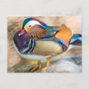 Search for mandarin postcards Nature
