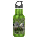 Search for marmots Groundhog